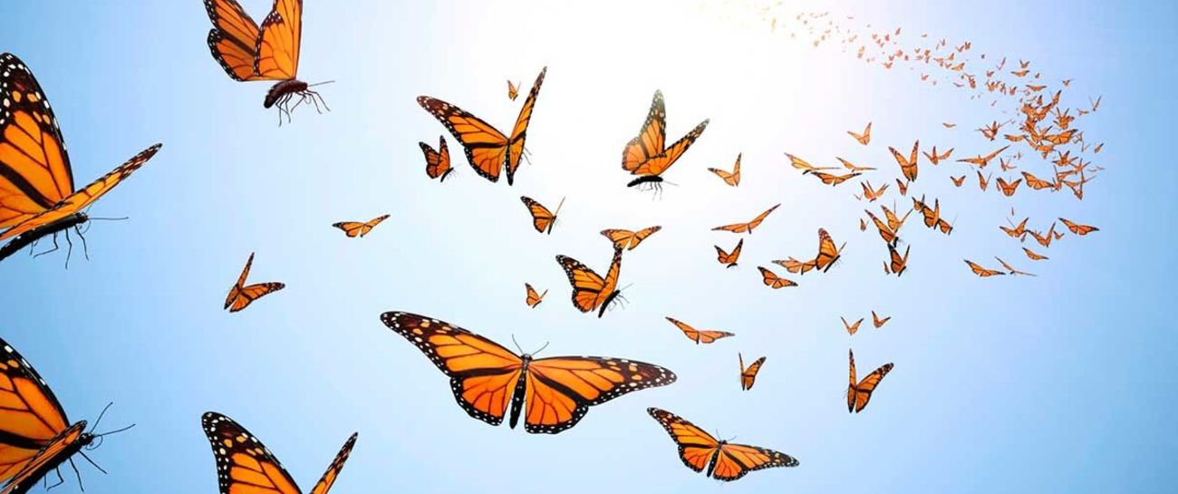 Catching Butterflies of Hope
