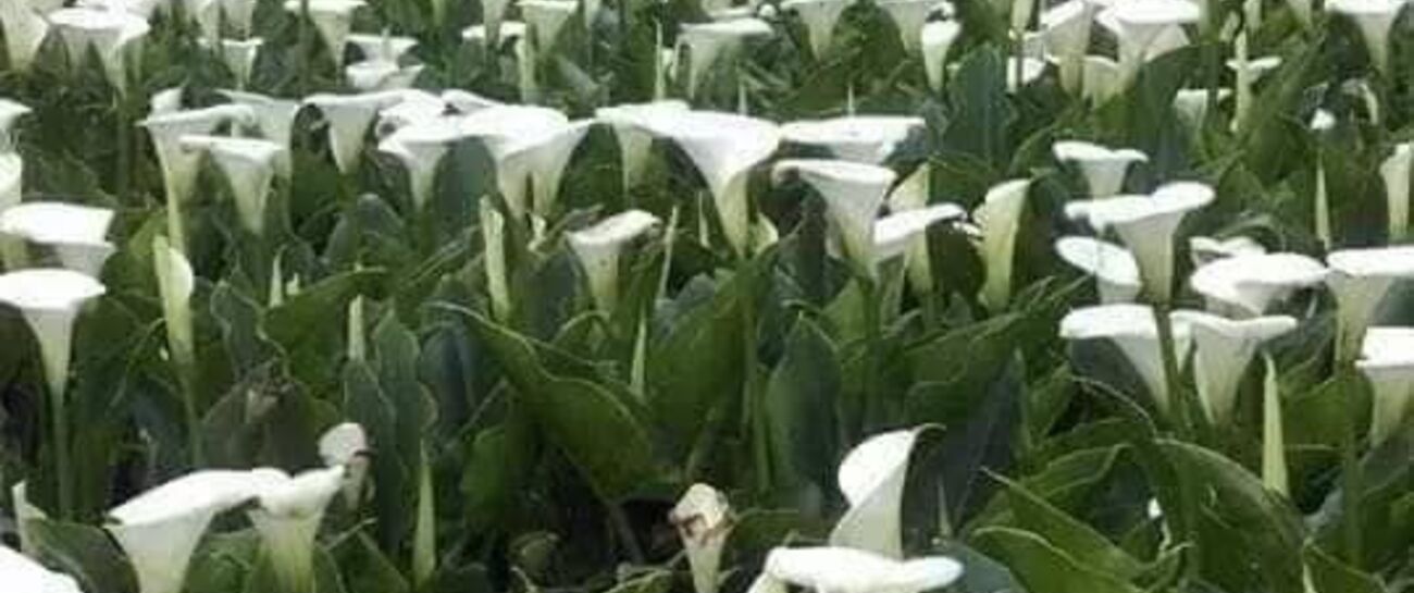THE LILIES OF THE VALLEY