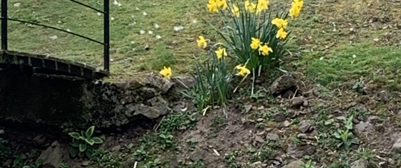 My dainty daffodils