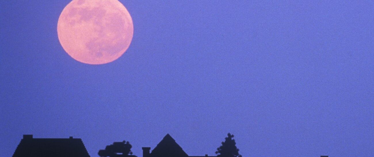 pink moon reverie