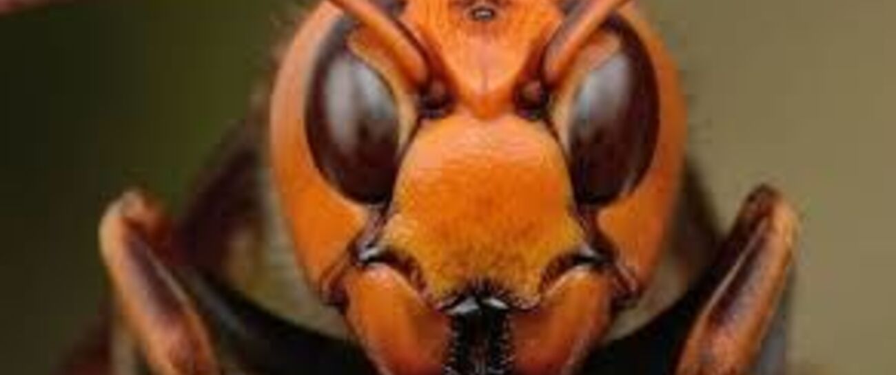 ASIAN GIANT HORNET