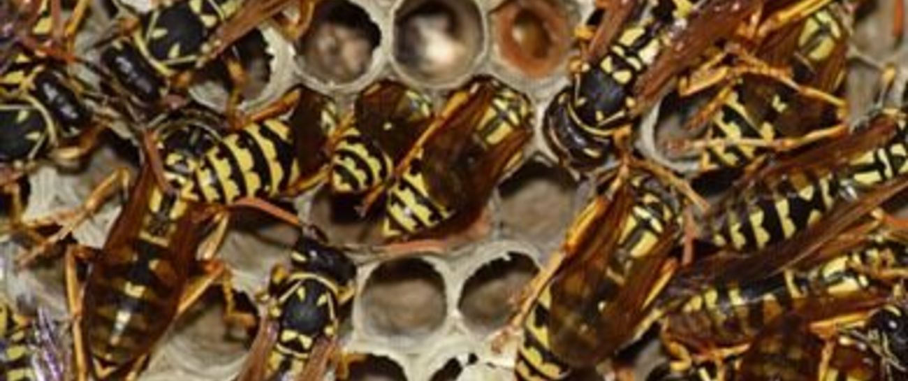 Japanese hornets