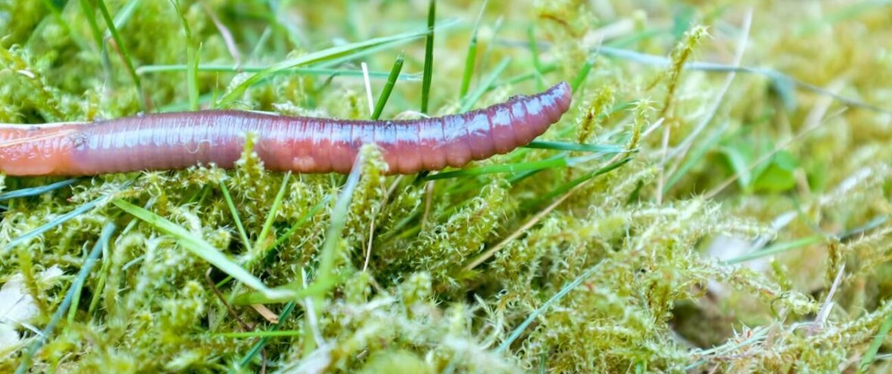 The Wiggly Worm