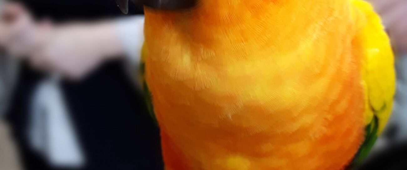 Sid the orange Parrot