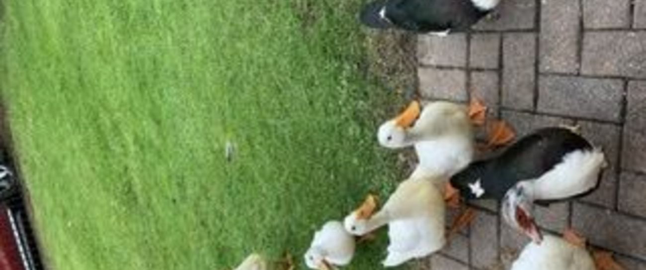 Our pet Quackers 🦆🐥🐥🦆