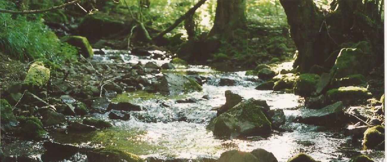 Brook anew