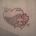 Alicia&#039;s Rose. 
