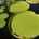 Water Platters
