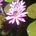 Here are some flowers for YOU