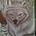 Grey Wolf