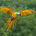 Pet Bird