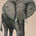 African Elephant