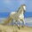 White horse. 