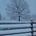 Snowy Tree