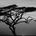 “thorny Tree” by Junaid Boughan