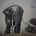 Eliphant 