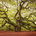Trees of the Night