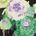 Goth Flowers