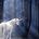 Enchanted Unicorn Forest