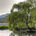 the willow tree