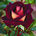 Every Rose have a Thorn