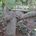 Wicked Tree