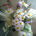 Wildflowers