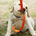   Bens Walkies 