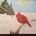 A cardinal in the winter 