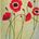 Poppies