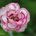 Roses in my bouquet