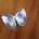 Sea Shell