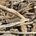 Driftwood
