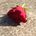 SUICIDE NOTE, FROM THE HEART