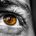 Eyes of a poet