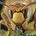Queen Bee 