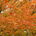 The Tree Outside My Window