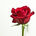 Just One Flower