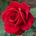 The Rose