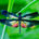 The Damselfly