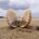 Empty Shell