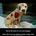 Fight for Animal Rights 
