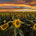 My Sunflower