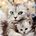Feline are We
