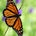 THE BUTTERFLY