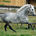 My dear dappled horse friend 