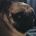 Sneaky Pug