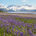 Lupines Along an Alaskan Highway