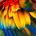 Parrots