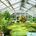 THE GREEN HOUSE EFFECT 